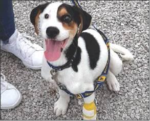 Poker run raises $9,000 for Crossed Paws