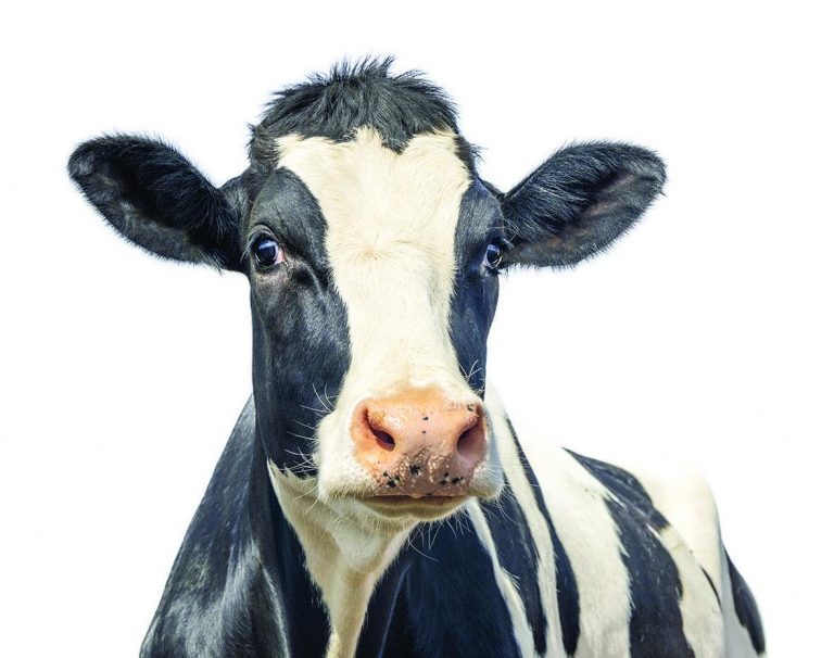 switxer_news_cow