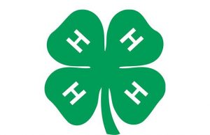 4h-clover-84