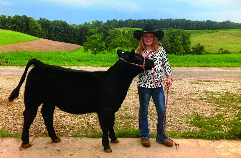 knowlton_cow429