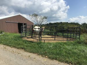 1-w_and_the_not-so-big_horse