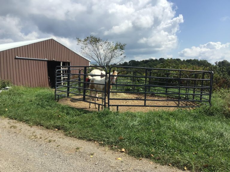 1-w_and_the_not-so-big_horse